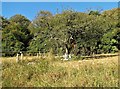 Memorial tree in Brighton Wild Park