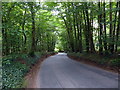 Stony Lane descending through West Wood