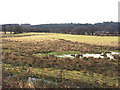 Wet ground on the River Devon flood plain