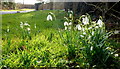 Wild snowdrops by Square Lane