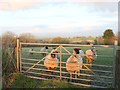 Sheep near Hayne Town Cross