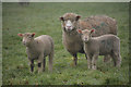 Mid Devon : Sheep Grazing