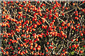 Cotoneaster Berries