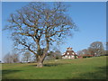 SY0083 : Oak tree at A la Ronde by David Hawgood