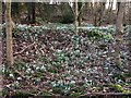 Snowdrops at Poorend Wood