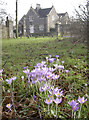 Crocuses at Hanham Court