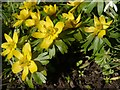 NT9932 : Winter Aconites In A Doddington Churchyard by James T M Towill