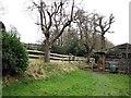 Old pear trees at Tubwell Nurseries