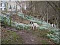 NY4624 : Amidst the Snowdrops at Waterfoot Hotel Farm by Des Colhoun