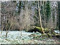 Fallen tree in the snowdrops - Walsingham Abbey, Norfolk