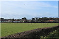 Sheep in Field, Troon