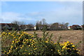 Gorse in Flower