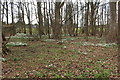 Snowdrops, Fullarton Wood