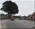 Two trees at a bend in Cardiff Road, Dinas Powys