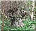 Hornbeam stub in Guestling Wood