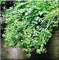 Alexanders growing over a wall, Noonan Steps