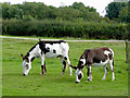 Donkeys grazing east of Shenton, Leicestershire