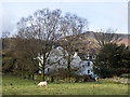 NY2514 : Sheep in field at Rosthwaite by Trevor Littlewood