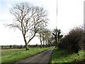 Trees beside Mill Road