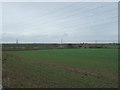 Young crop field near Potters Marston