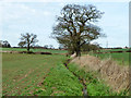 Ditch and footpath up to Epping Lane