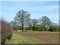 Hedgerow trees