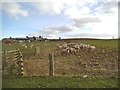 Sheep Farm