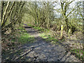 Path junction, Conduit Wood