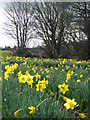 SW7631 : Daffodils and hedgerow at Tresooth Farm by Rod Allday