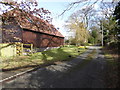 Copyhold Lane with daffodils and crocuses