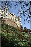 NC8500 : Bank of Snowdrops at Dunrobin Castle, Sutherland by Andrew Tryon