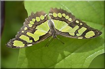 SO5517 : Butterfly by Mel hartshorn