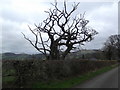 Dead oak tree near Merllyn Farm