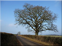 NY6421 : Tree on the road called South End by Christine Johnstone
