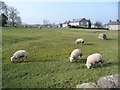NY6323 : Sheep grazing in Bolton by Christine Johnstone