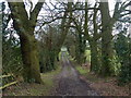 Hollies Lane near Park Attwood Farm