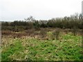 Abandoned field south of Mayfield Lane, Hollington