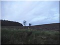 Field by Pasture Lane, Breachwood Green