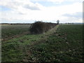 Hedgerow near Silk Willoughby