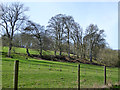 Beech trees, Wylye Valley