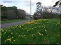 Wallisdown: daffodils alongside Boundary Road