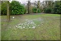 Crocus in West Park