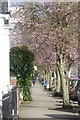 Cherry blossom on Russell Terrace