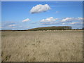 Stubble field and woodland