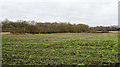 Field with leafy crop