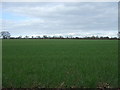 SP3783 : Crop field, Sow Fields by JThomas