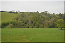 ST0104 : Woodland in the Culm Valley by N Chadwick