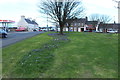 Crocuses, Girvan