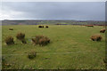 North Devon : Grassy Field