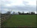 Grazing east of Ryton